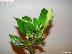 蛇根草属