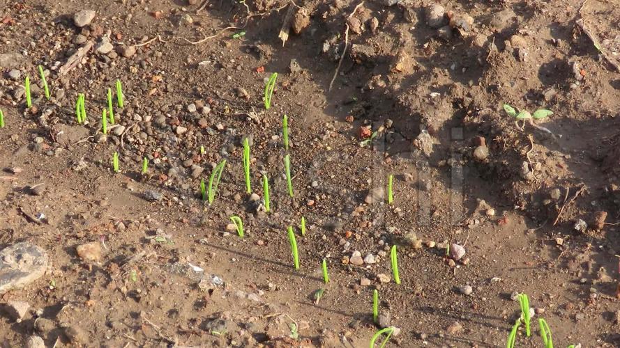 刚出土的葱苗_1920x1080_高清视频素材下载(编号:)
