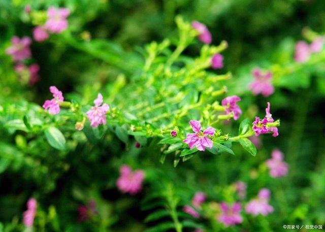 满天星,灿烂整个流年