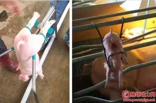 多图介绍5种公猪阉割法,最后一张少见!