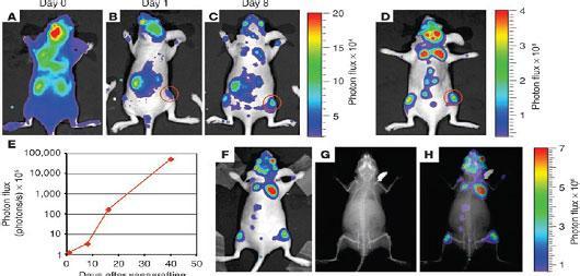 首页 实验技术服务 活体动物成像技术服务      小动物活体成像主要