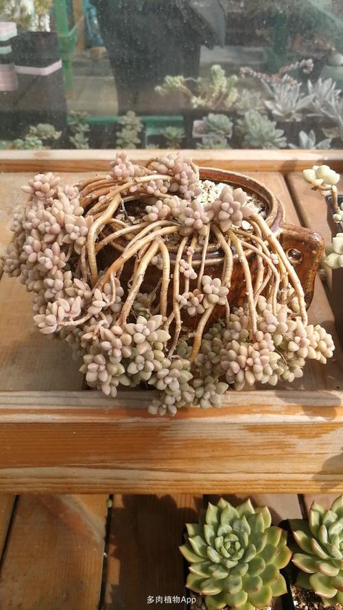 丸叶姬秋丽老桩