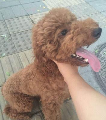 标准体泰迪,7个月大