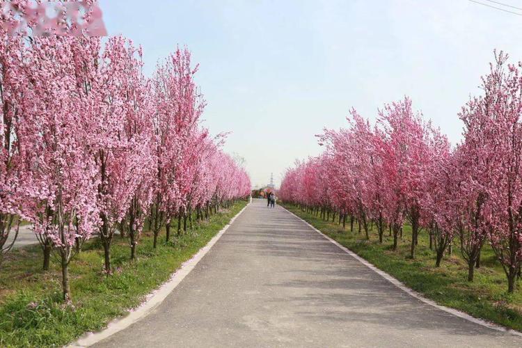 九龙湾花星球 龙柱碧桃进入最佳观花期