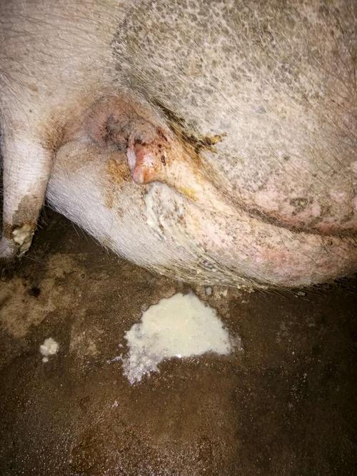 妊娠母猪:帮忙看看,这是配种20天的母猪,现在发烧不食