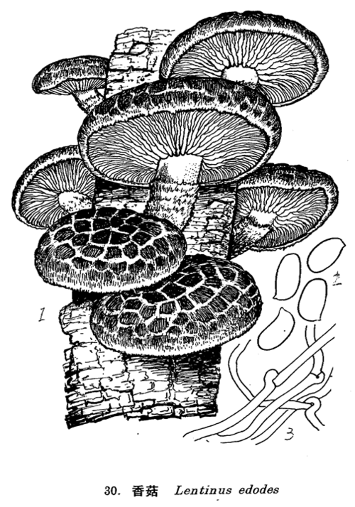 锁状连合  分类地位 伞菌目,侧耳科,香菇属  形态特征 子实体较小至