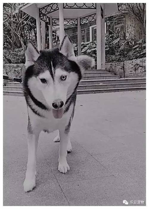 哈士奇强撑不愿离世,眼神望着门口,看见主人的身影后安心离去了!