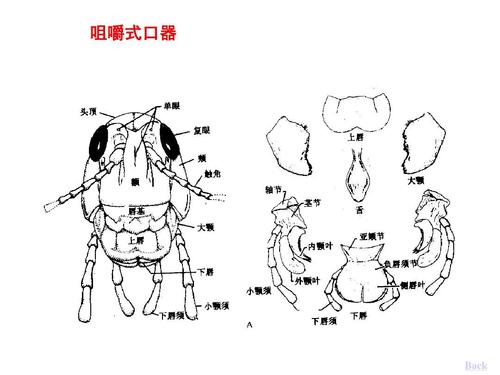 咀嚼式口器 back 第7页 (共64页,当前第7页)