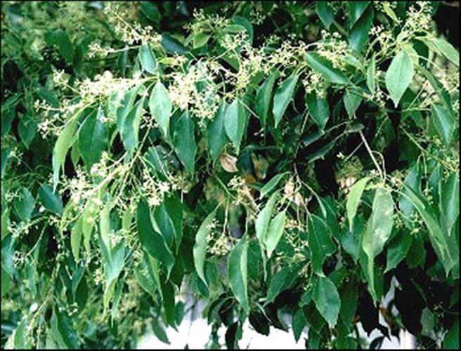 紫金楠,金心楠,金丝楠,紫楠,大叶楠,大叶紫楠,黄心楠,见风消,楠木