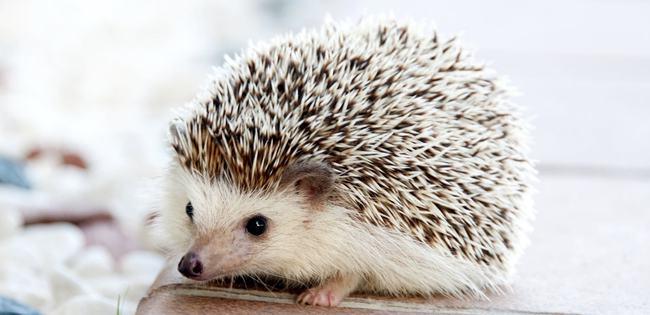白色的刺猬是什么品种