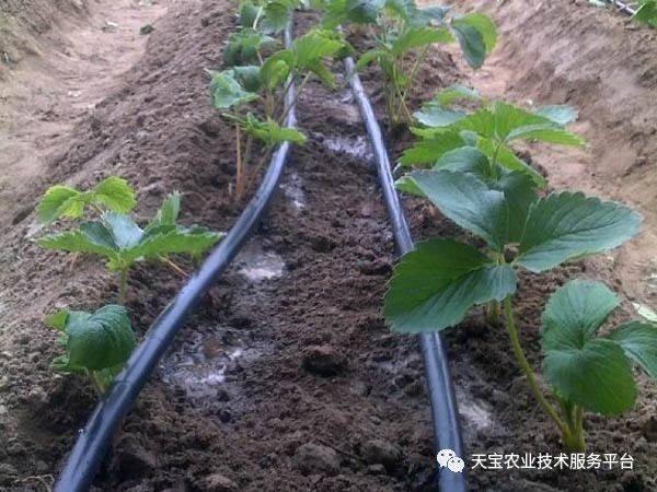 草莓膜下滴灌常见问题解答!