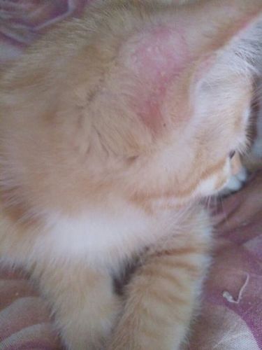 谁知道猫这是得了什么 是皮肤病 还是长癣了?耳朵上现在那块没有毛