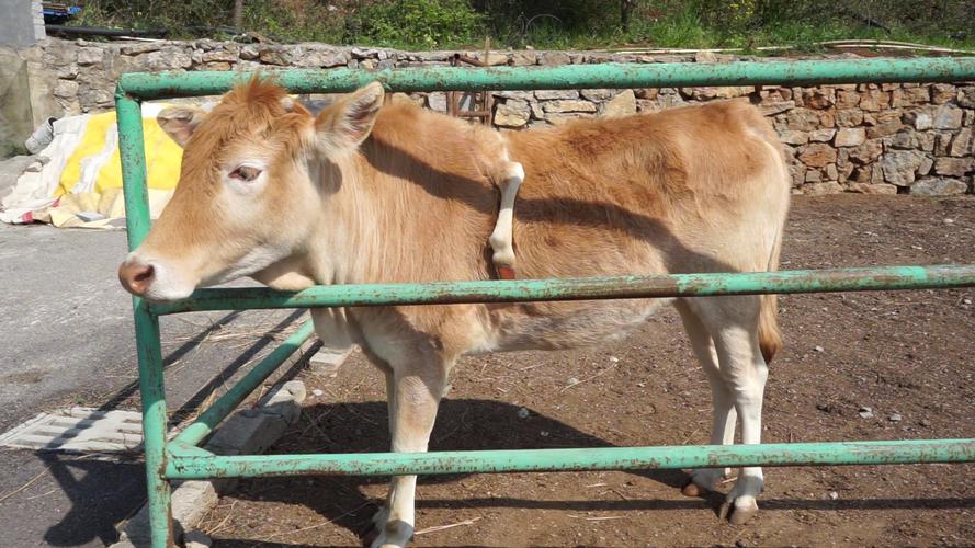 盘州动物园惊现五脚牛