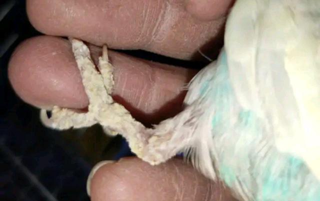 虎皮鹦鹉容易长藓的地方不仅仅是腊膜处?