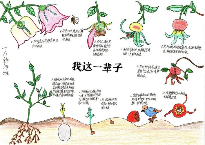 【宜居曲江】*水墨四小*★乐学趣分享(第四期)★(科学)自然笔记大赛