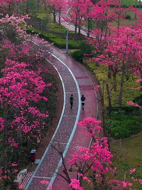 珠海横琴花海长廊