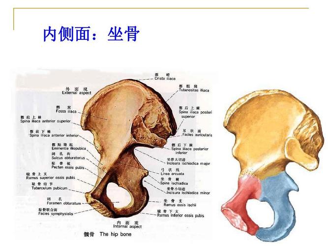 《人体解剖学》--上下肢骨ppt