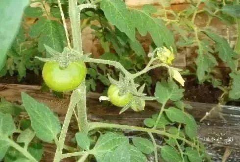 西红柿整枝打叉技术