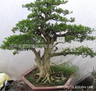 黄杨树的简笔画