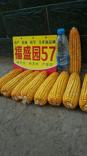 福盛园57玉米高产新品种