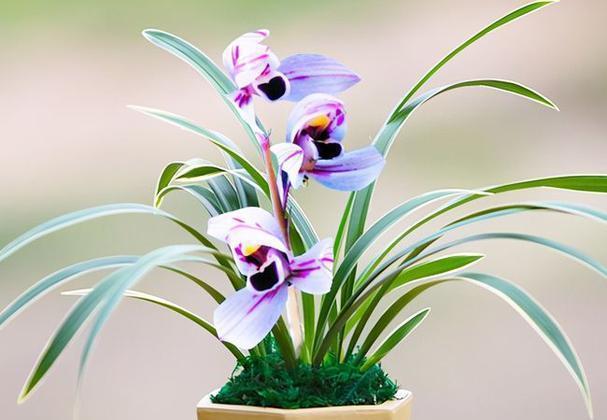 这种顶级兰花不养一盆太可惜兰香浓烈花期长打理简单