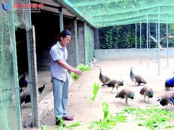 放下剔骨刀,变身"孔雀大王"