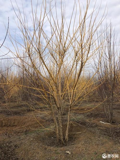 丛生金枝槐价格 4-5米高 3-4米冠幅