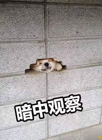 二狗在暗中观察表情包