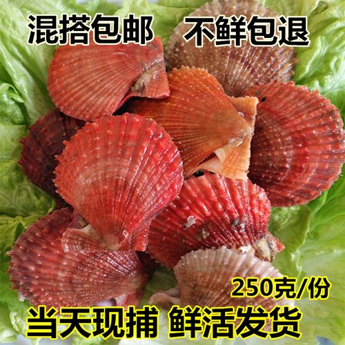 新鲜扇贝肉 鲜活包邮贝类海鲜新鲜现剥扇贝肉 冷冻扇贝肉海鲜贝壳