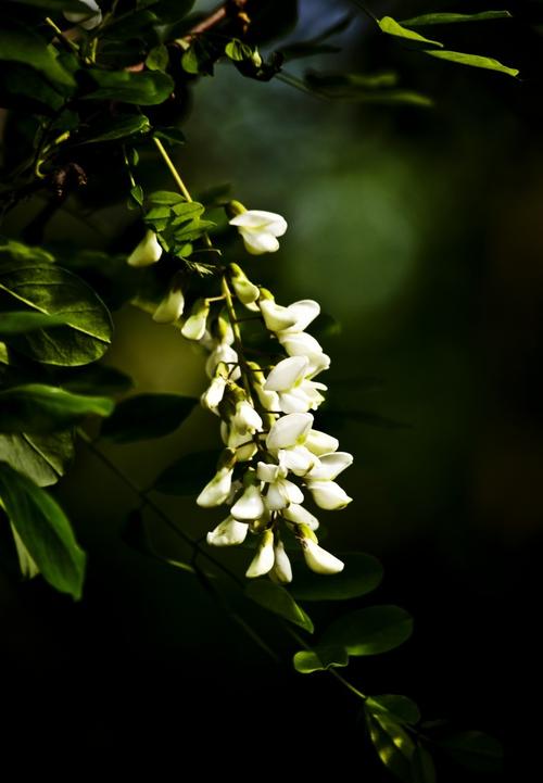 开花时节——槐树花