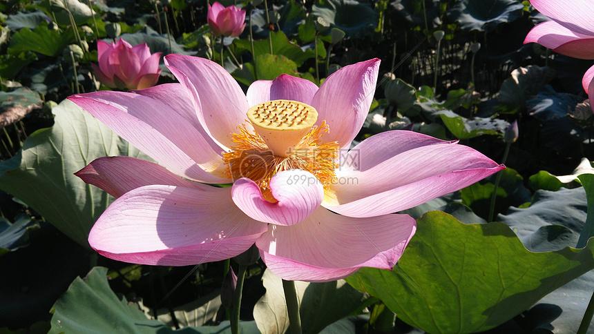粉色莲花