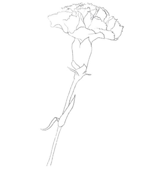 康乃馨图片手绘简笔画