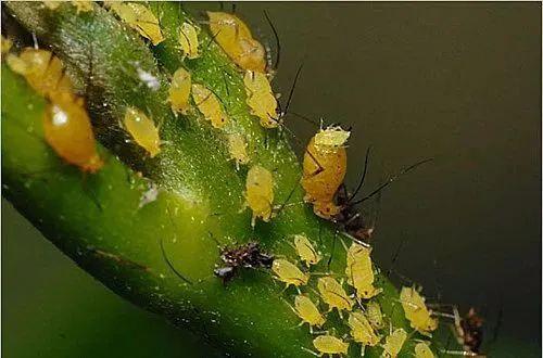 家庭养花,蚜虫,红蜘蛛和介壳虫的终极防治方案!