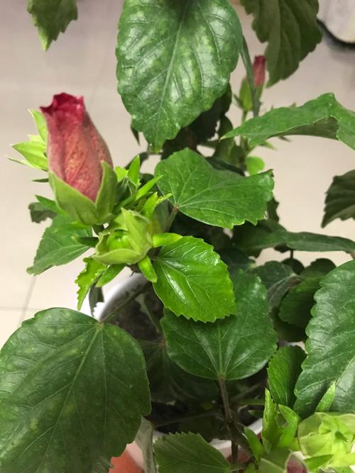 我家的木槿花