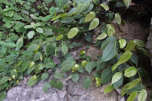 石楠叶与石楠藤的功效