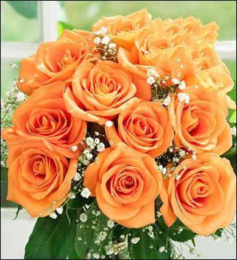 玫瑰花语,玫瑰花语大全