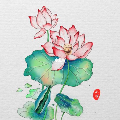 临摹水彩荷花_水彩画_板绘_荷花_临摹_板绘练习_人文