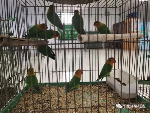 国家二级保护动物费氏牡丹鹦鹉9只.