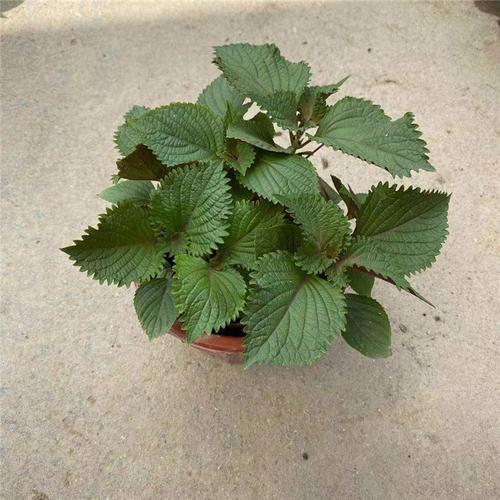 紫苏盆栽广州芳村花卉市场批发炒田螺植物香料带盆带原土新鲜发货