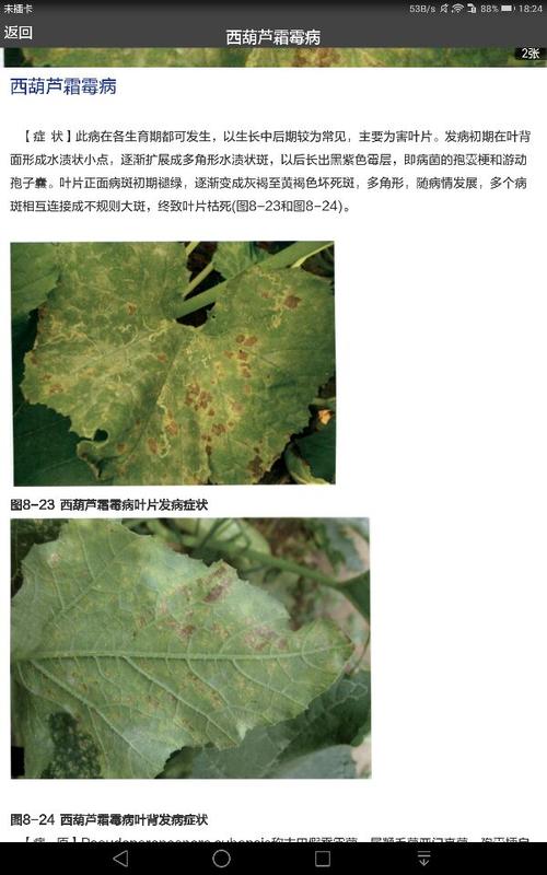 西葫芦叶正面有小黄点背面有灰毛,尖头瓜特别多