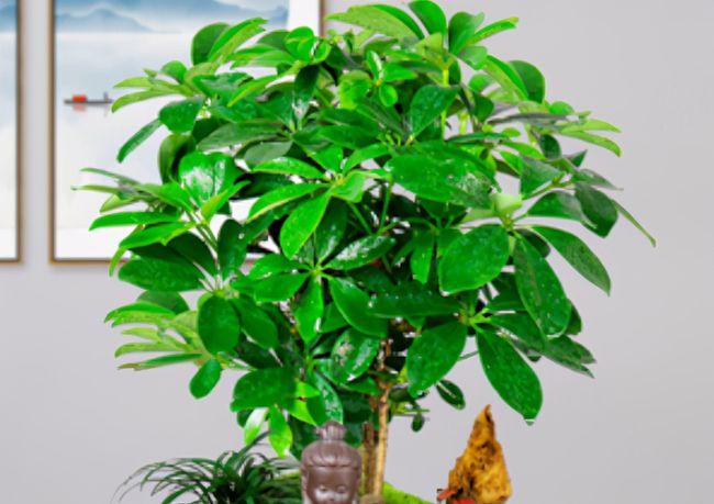 养护盆栽鸭脚木适当修剪做好关键养护措施侧芽多长势旺