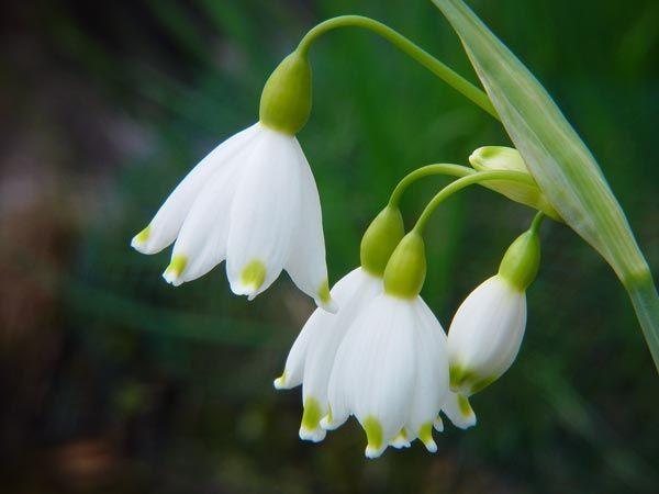 勇往直前的雪滴花