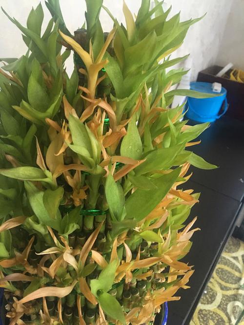 富贵竹叶子干了怎么办?