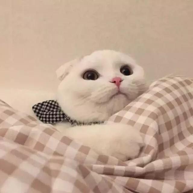 吃了这碗猫粮93猫咪头像情侣头像,撸猫吗_猫粮_猫咪_头像分享_素材