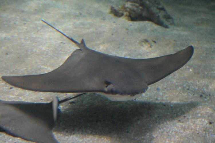 北京海洋馆鲨鱼小镇大翅膀的鱼是什么