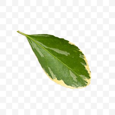 金边黄杨叶子png免扣素材