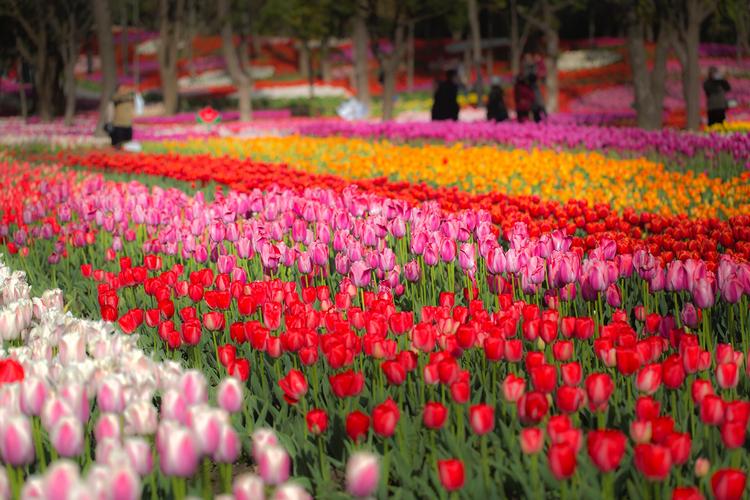 花开花谢花满天