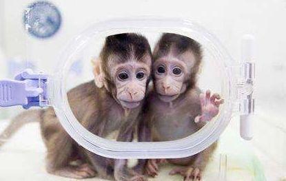 现在为何很少提"克隆"了?从克隆羊一生或许就能找到答案