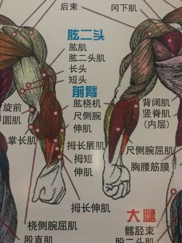 威远健身胳膊训练