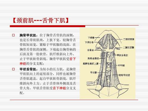 【颈前肌---舌骨下肌】   胸骨甲状肌:位于胸骨舌骨肌的深侧, 也是长